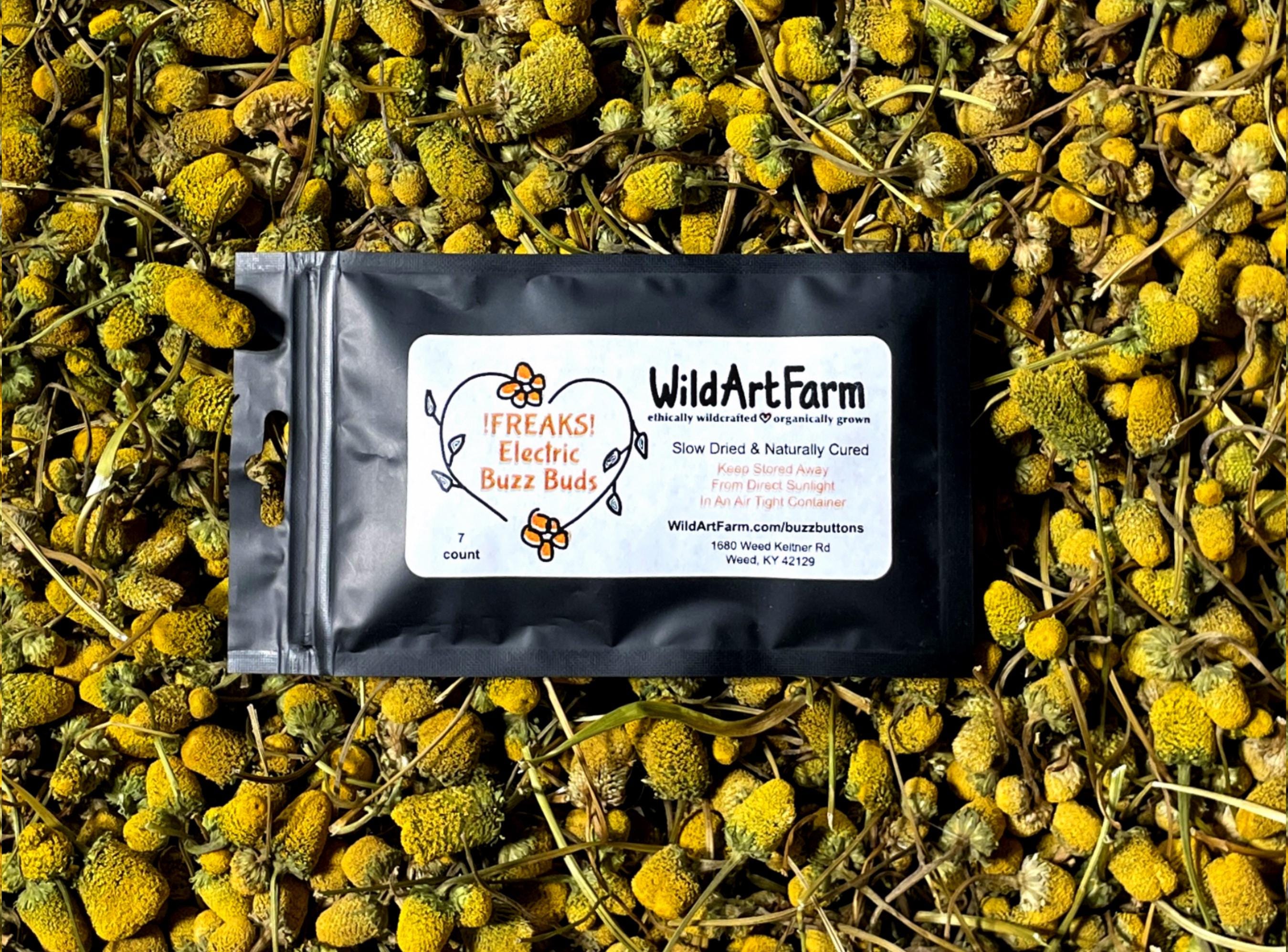 Buzz Button Tea Buzz Button FREAKS, Spilanthes edible flowers – Wild Art Farm