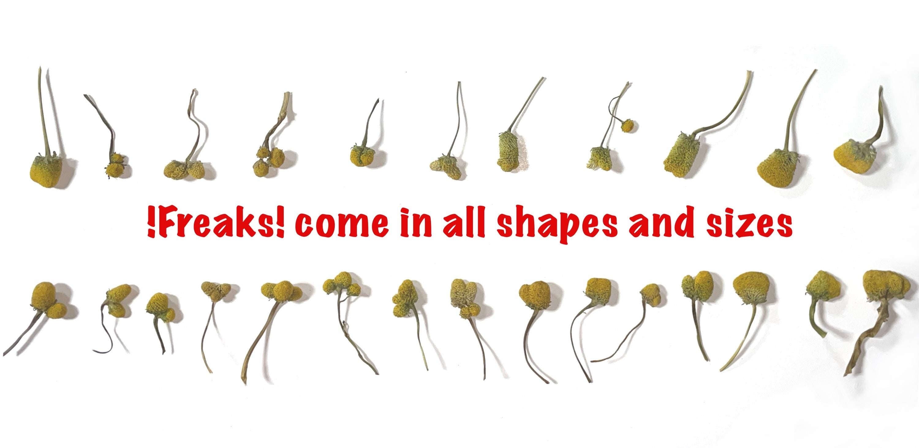 Buzz Button FREAKS, Spilanthes edible flowers