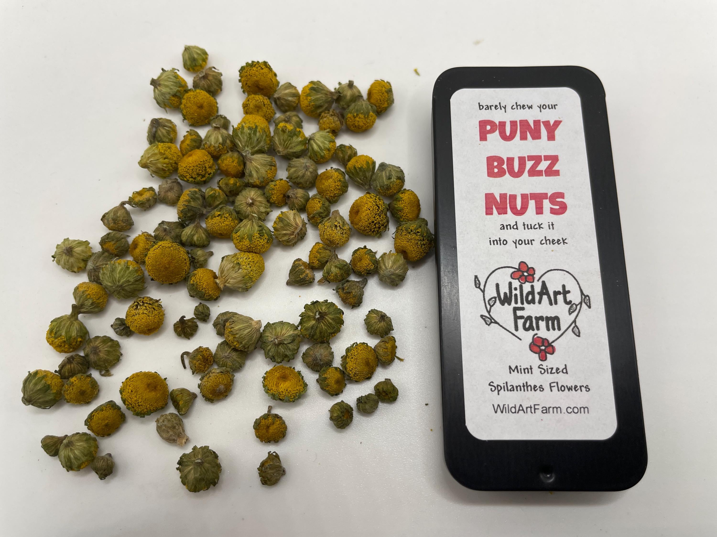 Herbal Buzz Button Mints - PUNY BUZZ NUTS™ breath mint size Organic Spilanthes flowers