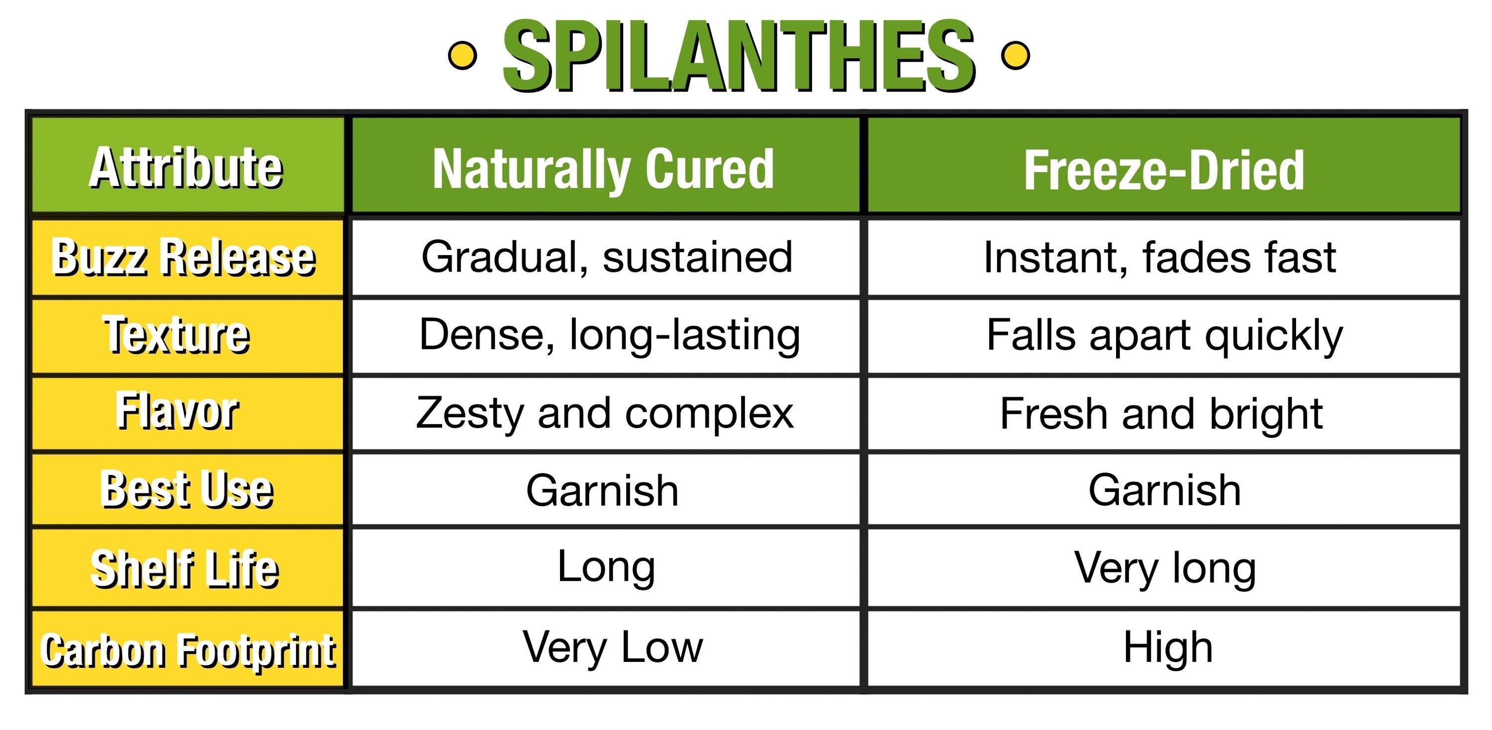 Spilanthes Tincture Infusion Flowers for home remedies and creative cocktails