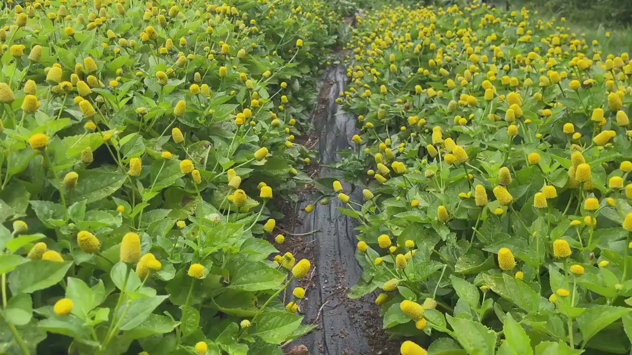 Organic Buzz Buttons: Herbal Cocktail Garnish Edible Spilanthes Flowers