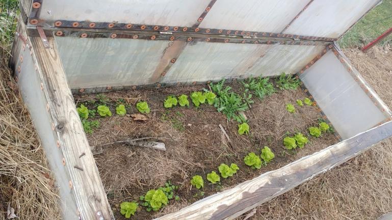 Our winter  lettice  1-12-20