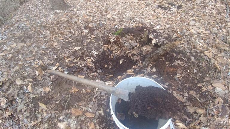  digging up potting soil from the center of a rotten stump 2-2-19