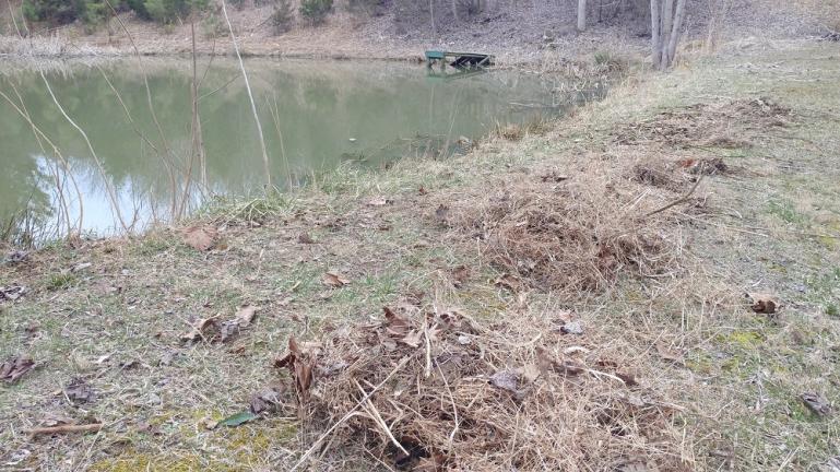 Using a pond rake to clear dead plant matter and Algae from the sides while we try to fix the airator.  3-7-19