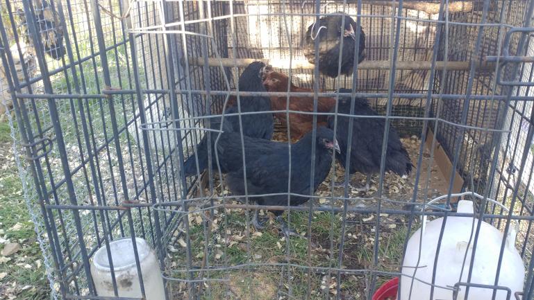 With 2 roosters our hens were getting too much sex so we got 6 new pullets to take some pressure off. 2 Rhode Island Reds, @ Midnight Moran's and 2 Black Australorp