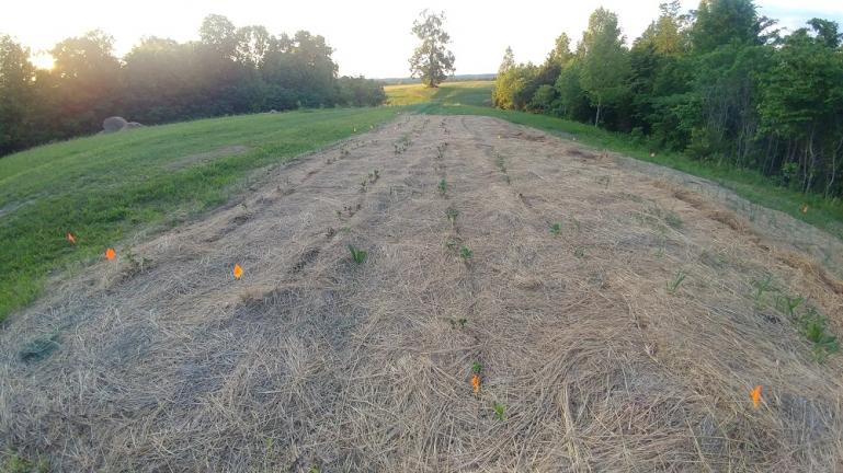 Some Potato Rows in the Hay 5-14-19