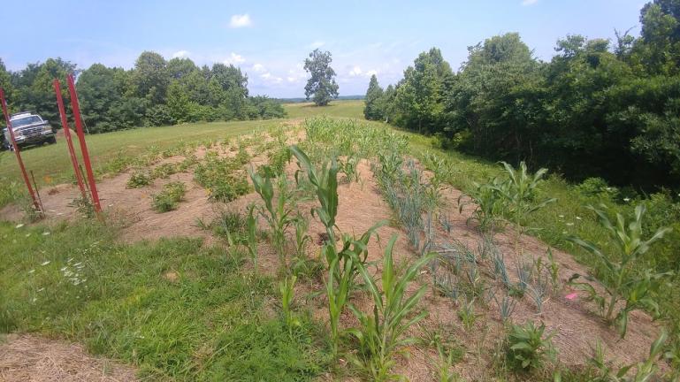 Volunteer Sorghum and Tomatoes in the Potato and Onion area.