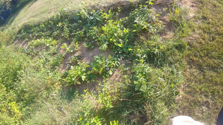 A strawberry patch with Diakon radish and volunteer melons and butternuts   --- 8-15-19