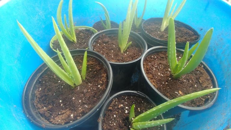 Baby Aloe Vera Plants 8-30-20