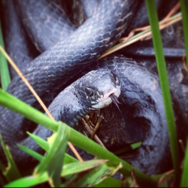 rescued black snake 