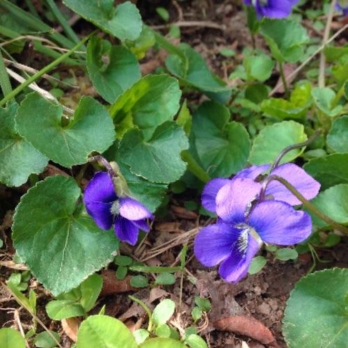 sweet violet in situ