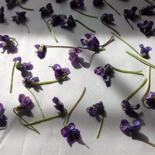 candied violets