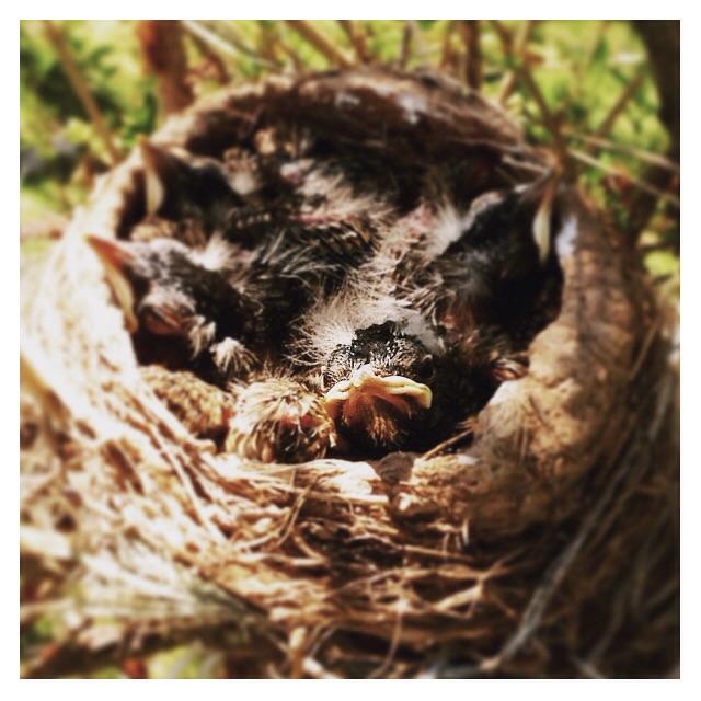 the clutch of robin fledglings in the forsythia bush 