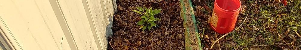 Echinacea transplanted from WV in October '17