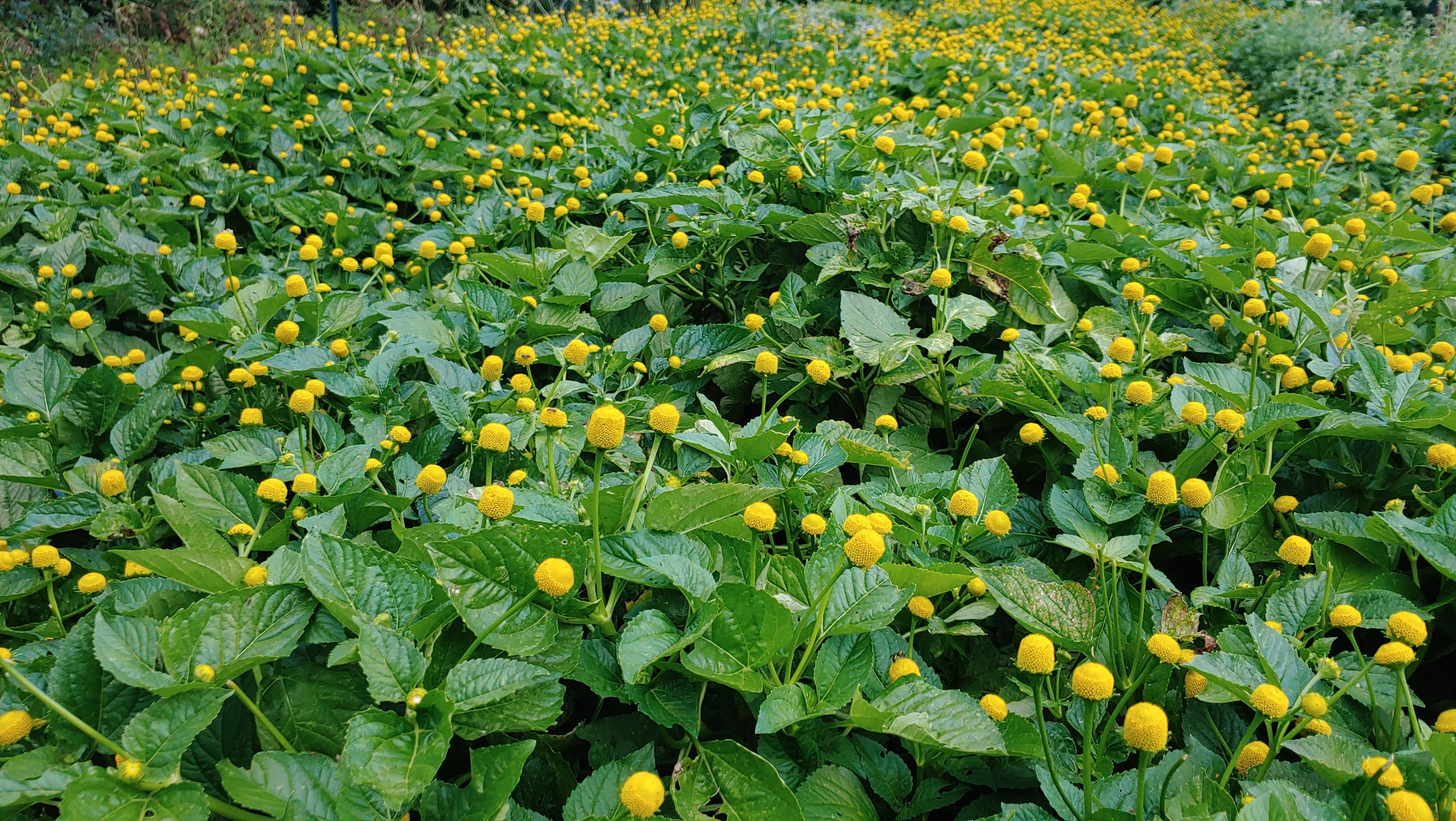 a field of spilanthes, buzz buttons, toothache plant