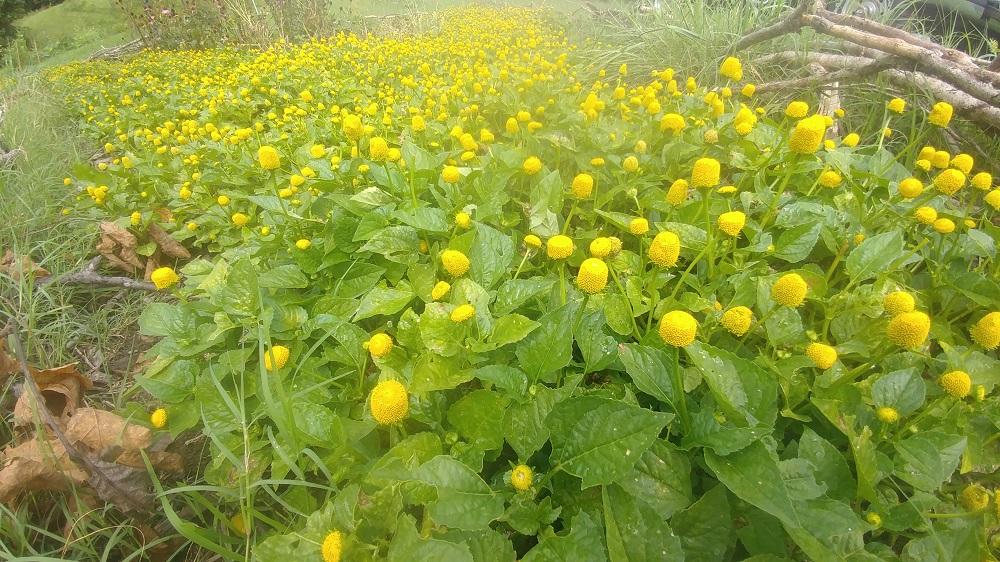 Our Field of Spilanthes 8-30-20