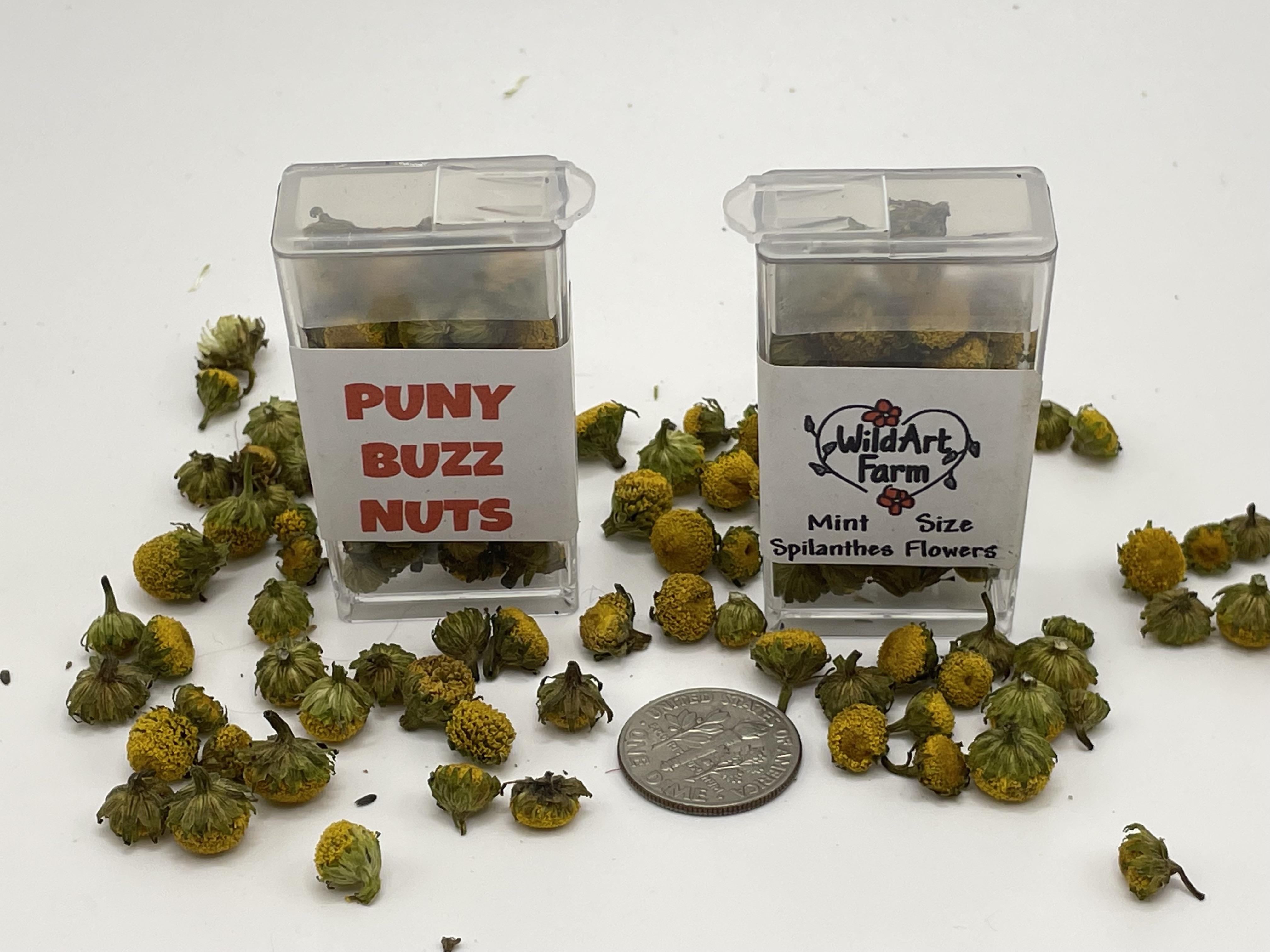 PUNY BUZZ NUTS mint sized Buzz Buttons
