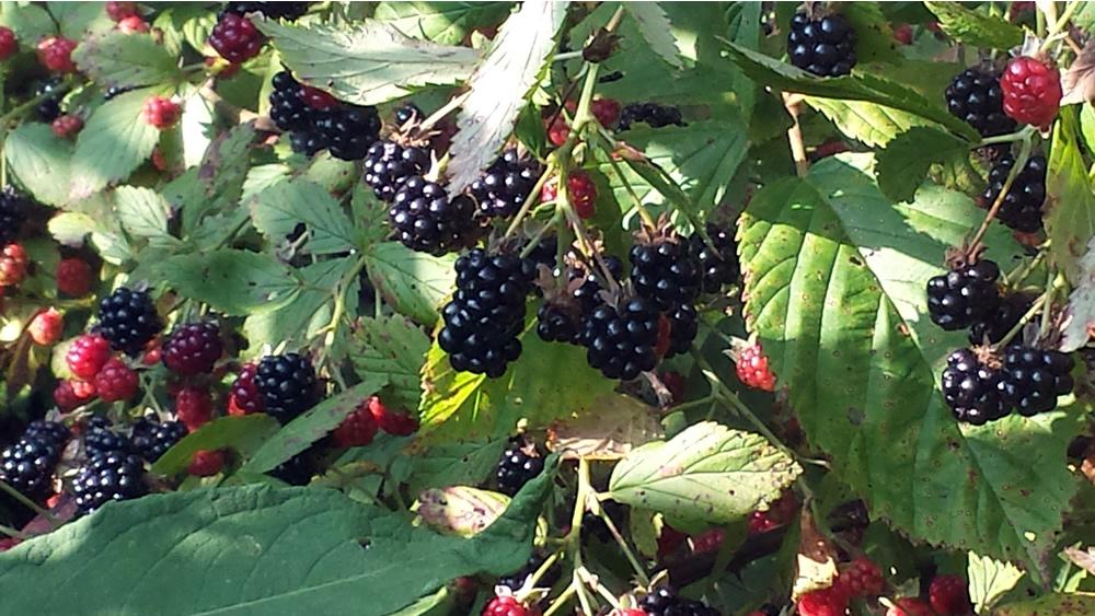 Wild Himalayan Blackberries
