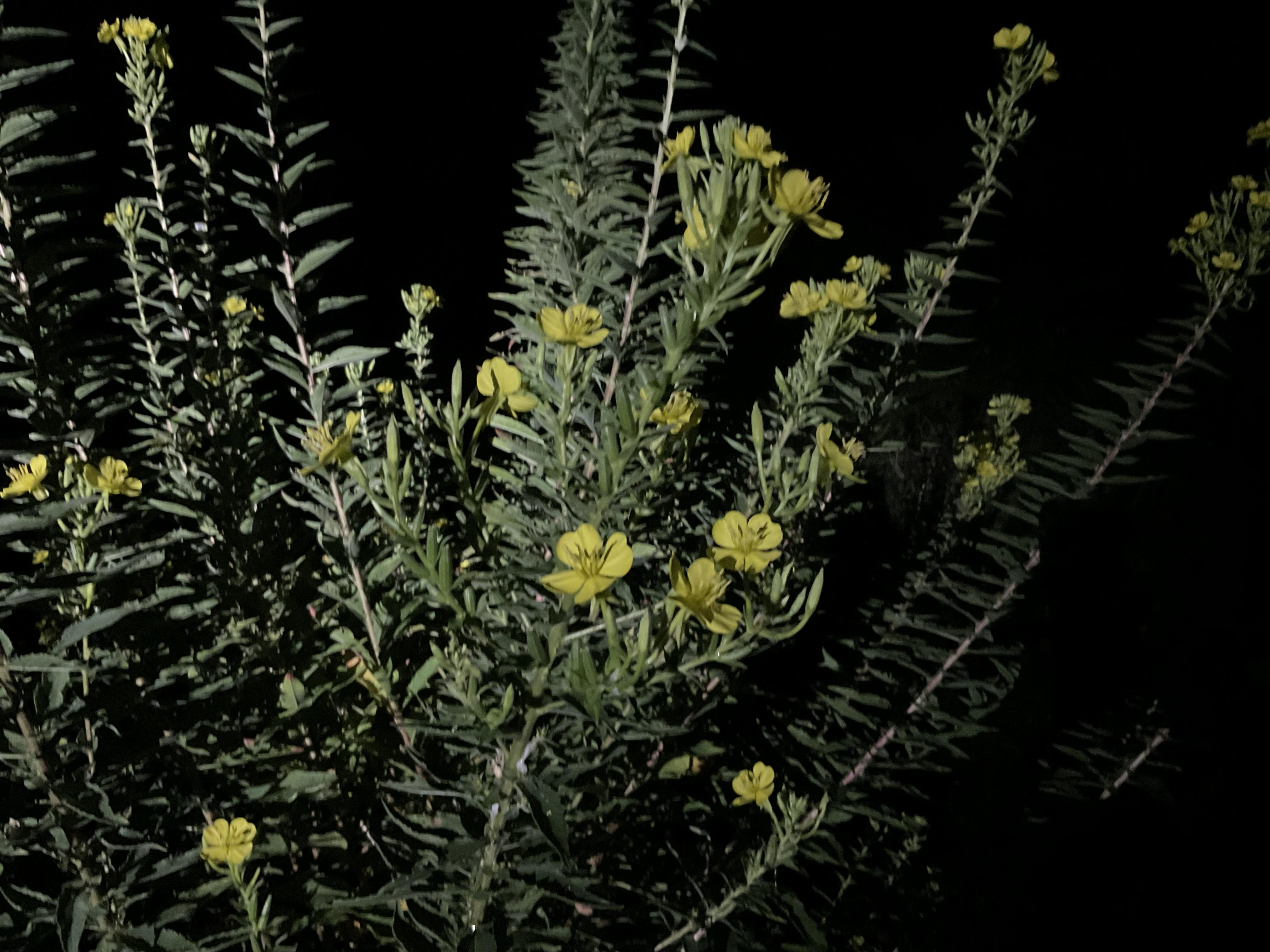 Evening Primrose Flowers on the plant - close up